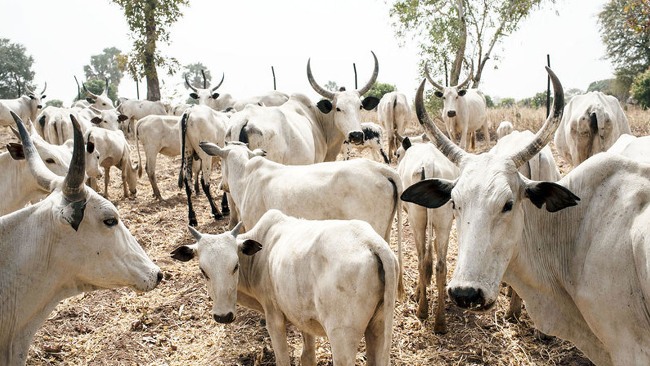 1000 Cows, Fulani Herdsmen, Military Onslaught, Nasarawa State, Aerial Attacks, MACBAN, CFYGN, Benue State