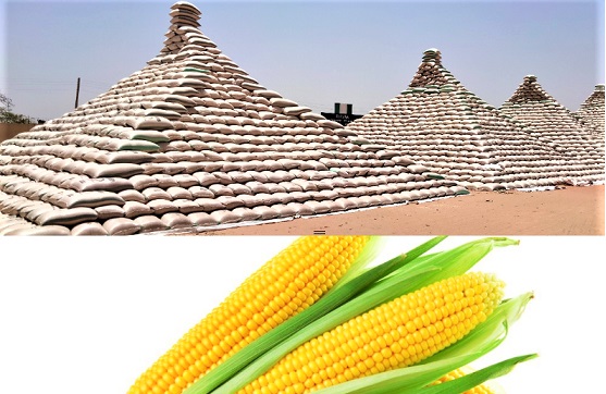 Nigerian government unveils maize pyramids amidst food scarcity  