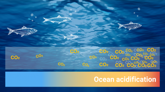 World Oceans Day 2022: What is Ocean Acidification?