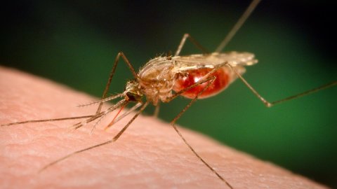 ACCOMIN moves to combat malaria in Kano