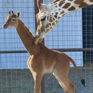 Spotless giraffe, Namibian reserve, Tennessee zoo
