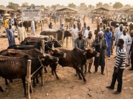 How rustled cattle exposed bandit commander’s envoy at Kwara livestock market Cows expose cattle rustlers in Kwara