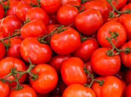SALLAH: Tomato, pepper prices skyrocket in Minna markets ahead of festivity Tomato
