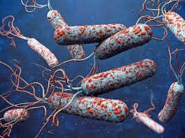 CHOLERA OUTBREAK: Borno records 274 new cases in 24 hours as total hits 4,204 CHOLERA